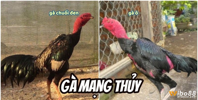 Những chú gà nhanh nhẹn mạng Thủy