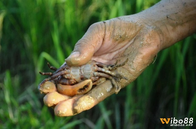 Chiêm bao thấy cua kiểu đi bắt cua sẽ có 2 cách giải mã giấc mơ tương ứng với số lượng cua 