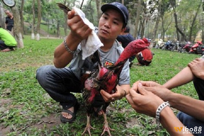 Ttắm trà cho gà đá giúp các mạch máu của gà giãn ra