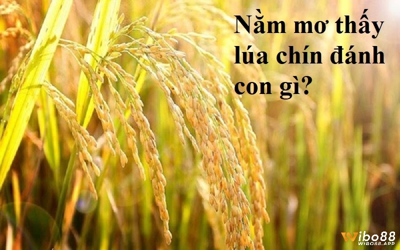 Chiêm bao thấy lúa chín và con số tương ứng từng trường hợp