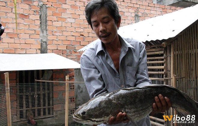 Chiêm bao thấy bắt cá lóc to báo hiệu những may mắn về chuyện tình duyên và sự nghiệp