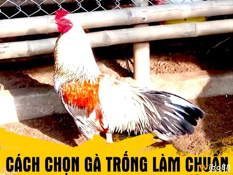 Cách chọn gà trống giống làm chuẩn như thế nào?