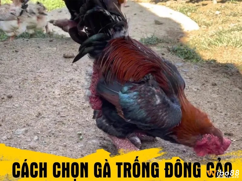 Cách chọn gà trống giống là gà đông tảo