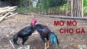 Cách mở mỏ gà chọi chi tiết từ A-Z cho người mới bắt đầu