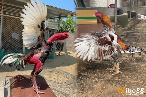 Lợi ích của việc nắm vững kỹ thuật mở mỏ gà sư kê cần nắm