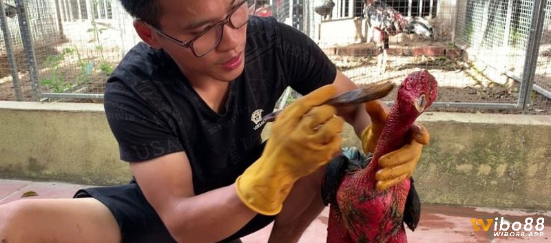Cách mở mở gà chọi và các dụng cụ cần chuẩn bị