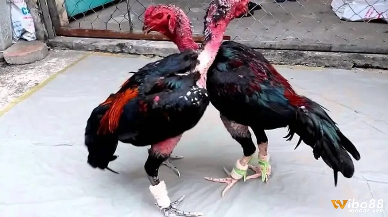 Cách mở mỏ gà chọi theo từng mục đích để chăm sóc hiệu quả