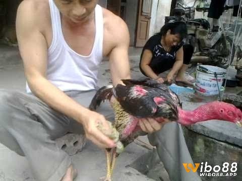 Tiến trình huấn luyện gà làm quen với việc mở mỏ để đảm bảo đúng kỹ thuật