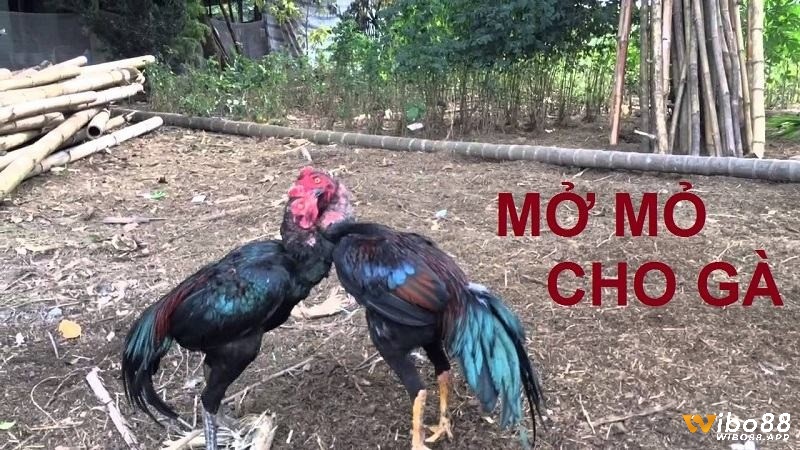 Giới thiệu về việc mở mỏ gà chọi