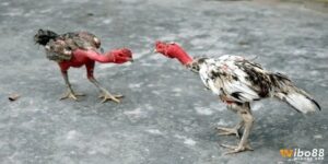 Cách vần gà chọi chuẩn kỹ thuật từ A-Z cho người mới bắt đầu