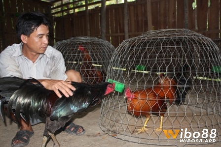 Cơ bản kỹ thuật vần gà chọi - Hướng dẫn cách cầm gà