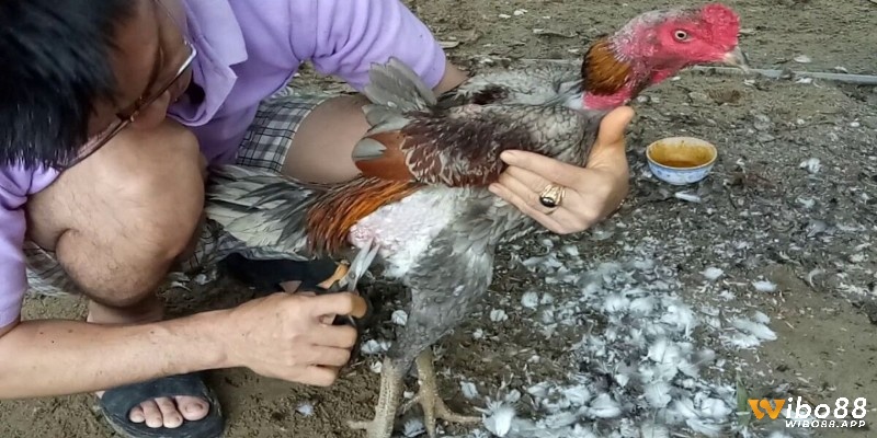 Kỹ thuật kiểm tra tổng thể cơ thể gà