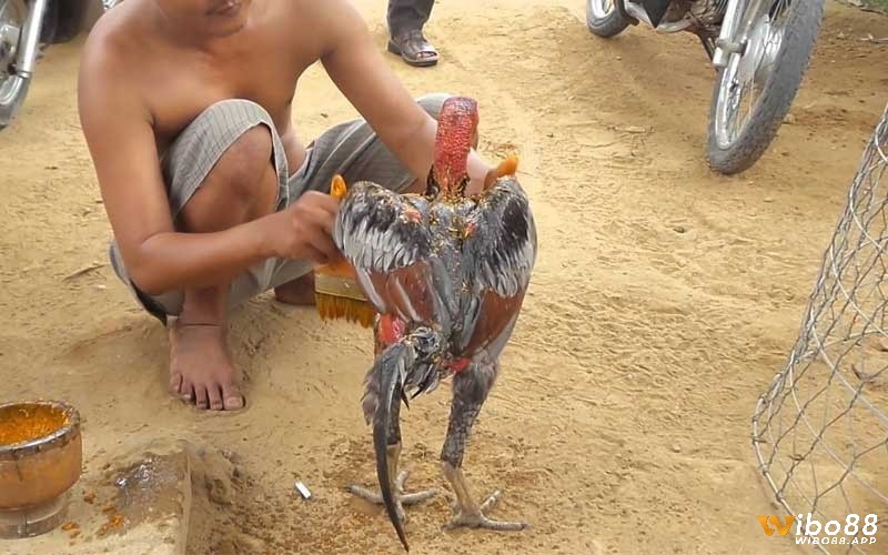 Kỹ thuật vần gà chọi - đánh giá chân và cựa
