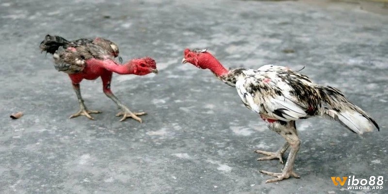 Cách vần gà chọi - thông tin ý nghĩa và kỹ thuật thực hiện