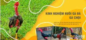 Kinh nghiệm nuôi gà đá hiệu quả dành cho người mới bắt đầu