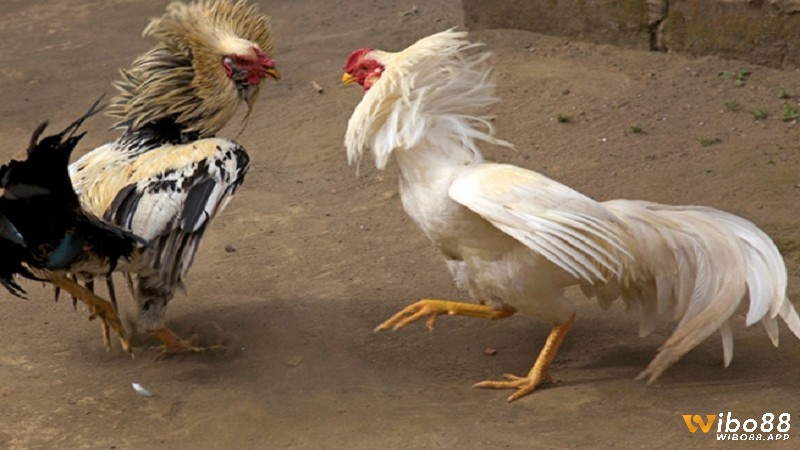 Kinh nghiệm nuôi gà đá cần có những yếu tố nào?