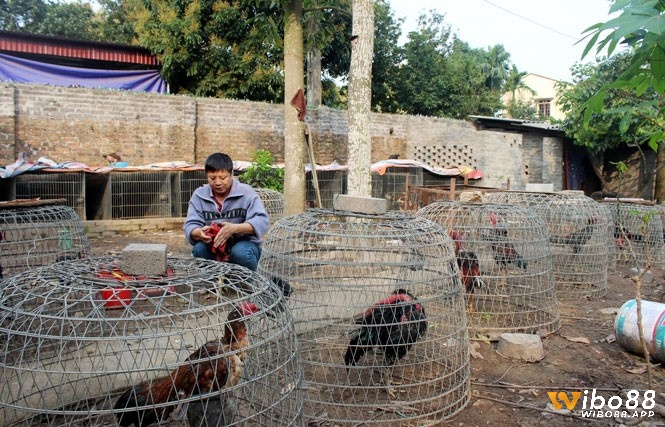 Kinh nghiệm nuôi gà đá theo cách chuẩn bị chuồng trại và môi trường sống