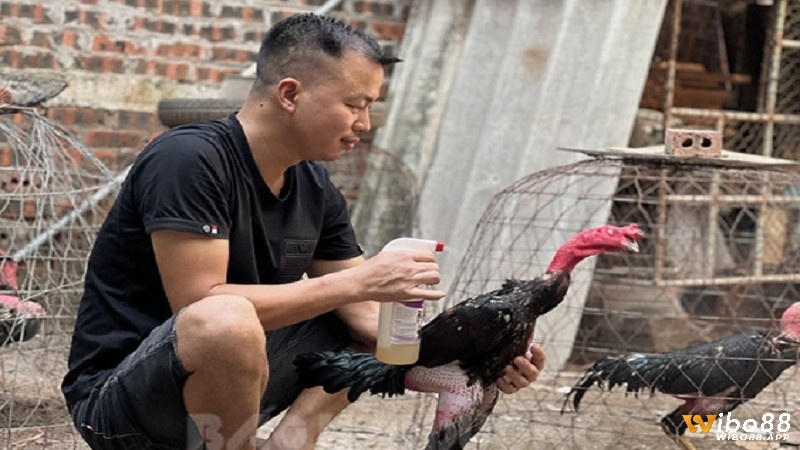 Chế dộ dinh dưỡng cần thiết dùng trong kinh nghiệm chơi gà đá