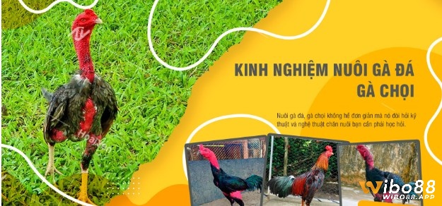 Tìm hiểu thông tin về kinh nghiệm nuôi gà đá