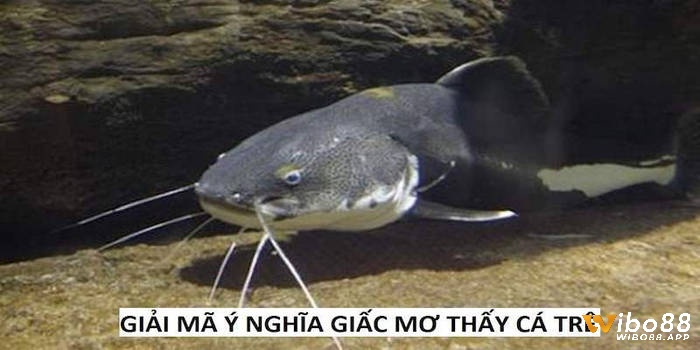 Mơ thấy cá trê khiến người trải nghiệm vô cùng tò mò
